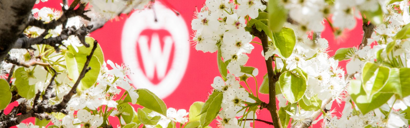 A W crest is pictured surrounded by the spring blooms of a pear tree.