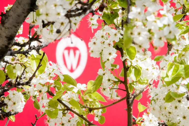 A W crest is pictured surrounded by the spring blooms of a pear tree.