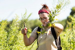 A student hand-prunes overgrown brush as she walks a trail through Curtis Prairie as part of her summer job as an assistant ranger at the UW Arboretum.