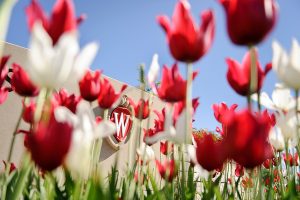 Flowering red and white tulips frame a stone W crest on campus.