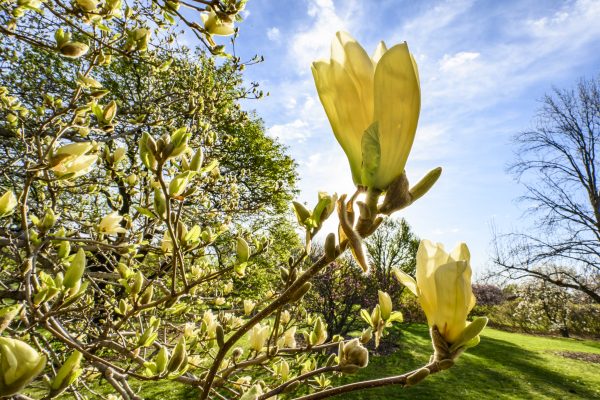 Yellow flowers blooming on the Magnolia tree with green acres and tree in the background