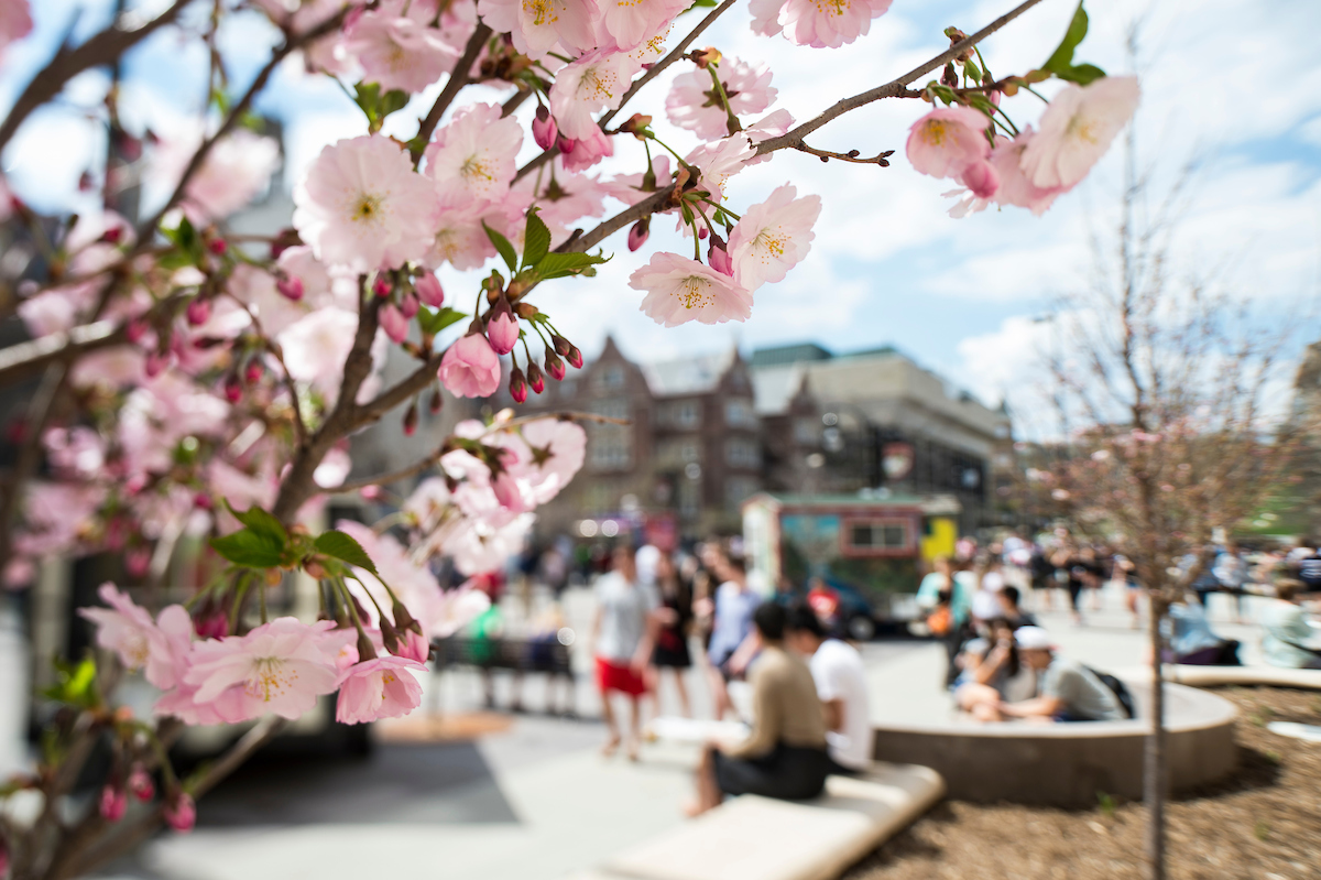 A crabapple tree with pink flower buds stands in front of blurred images of pedestrians and vendor food carts in Library Mall.