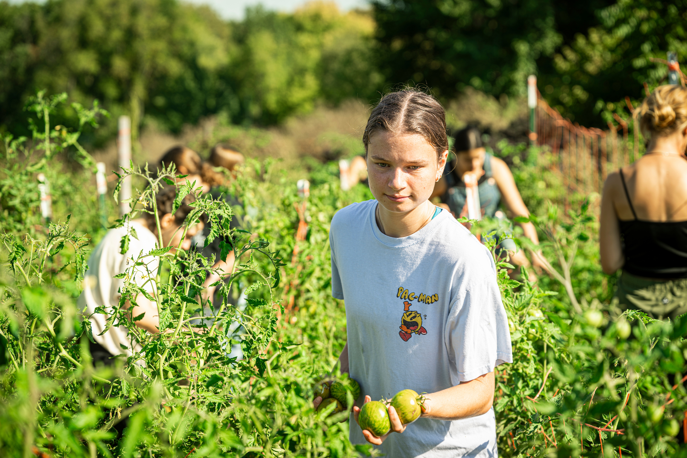Students harvesting tomato as volunteers at the FH King Garden